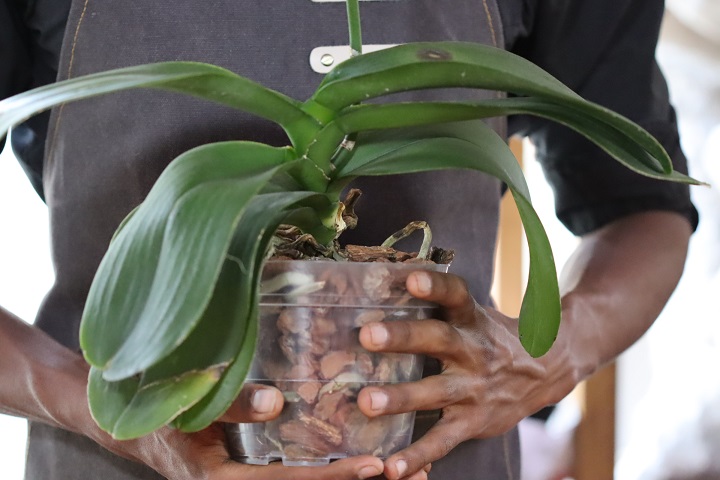 Enfermedades hojas phalaenopsis