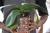 Hojas orquideas partidas
