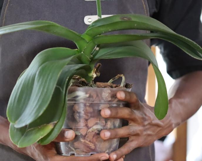 Enfermedades hojas phalaenopsis